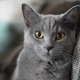 A close-up portrait of a gray cat with bright yellow eyes resting on a textured gray fabric surface.